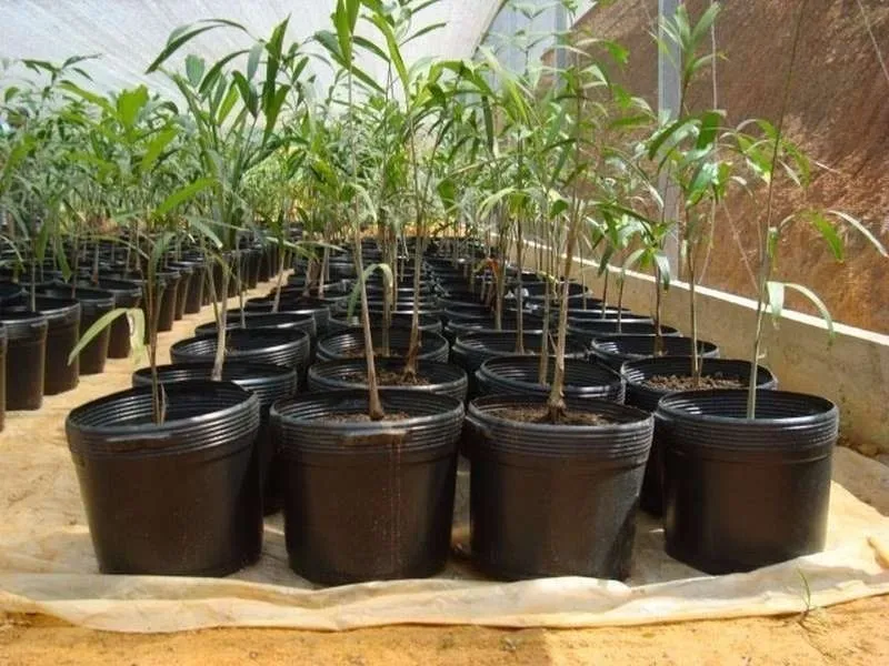 Plastico Para Alimentos
